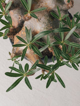 2001 - 発根済 Pachypodium Gracilius　パキポディウム・グラキリス
