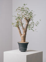 3002 - 発根済 コミフォラ  フンベルティ Commiphora humbertii