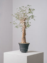 3002 - 発根済 コミフォラ  フンベルティ Commiphora humbertii