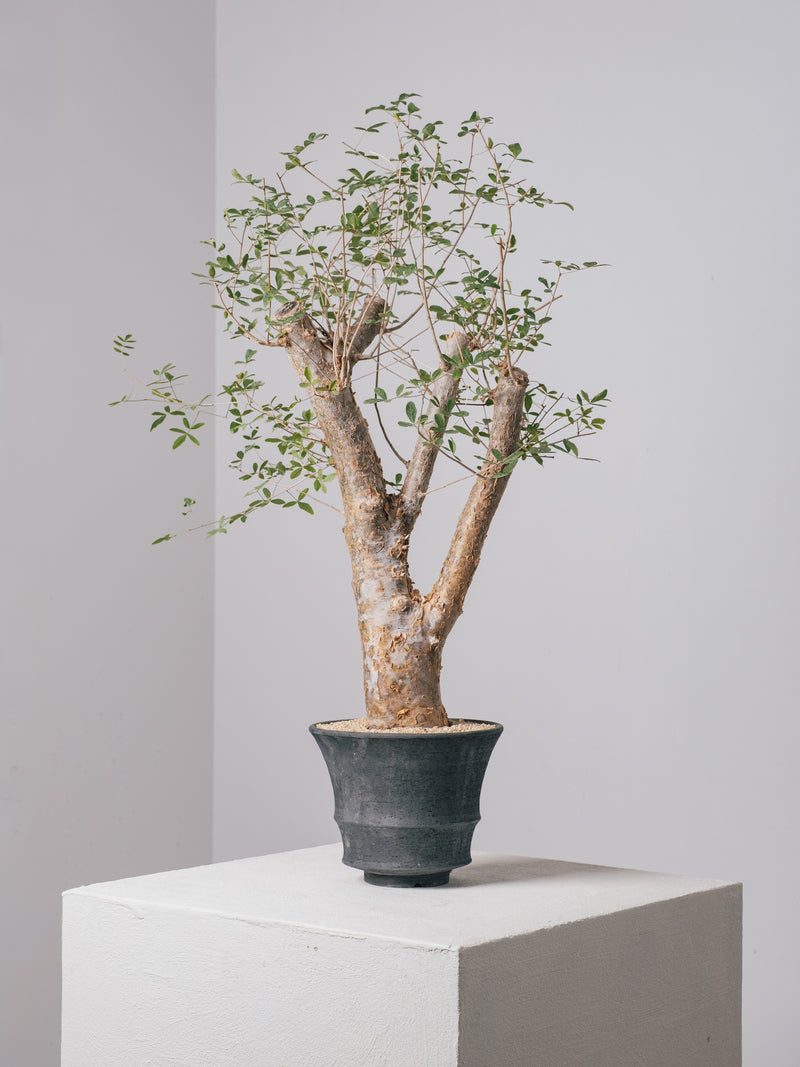 3002 - 発根済 コミフォラ フンベルティ Commiphora humbertii – KOMO
