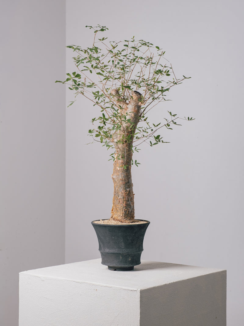 3002 - 発根済 コミフォラ フンベルティ Commiphora humbertii – KOMO