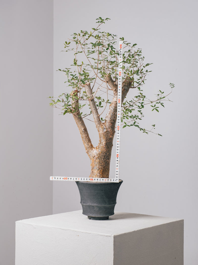 3002 - 発根済 コミフォラ フンベルティ Commiphora humbertii – KOMO