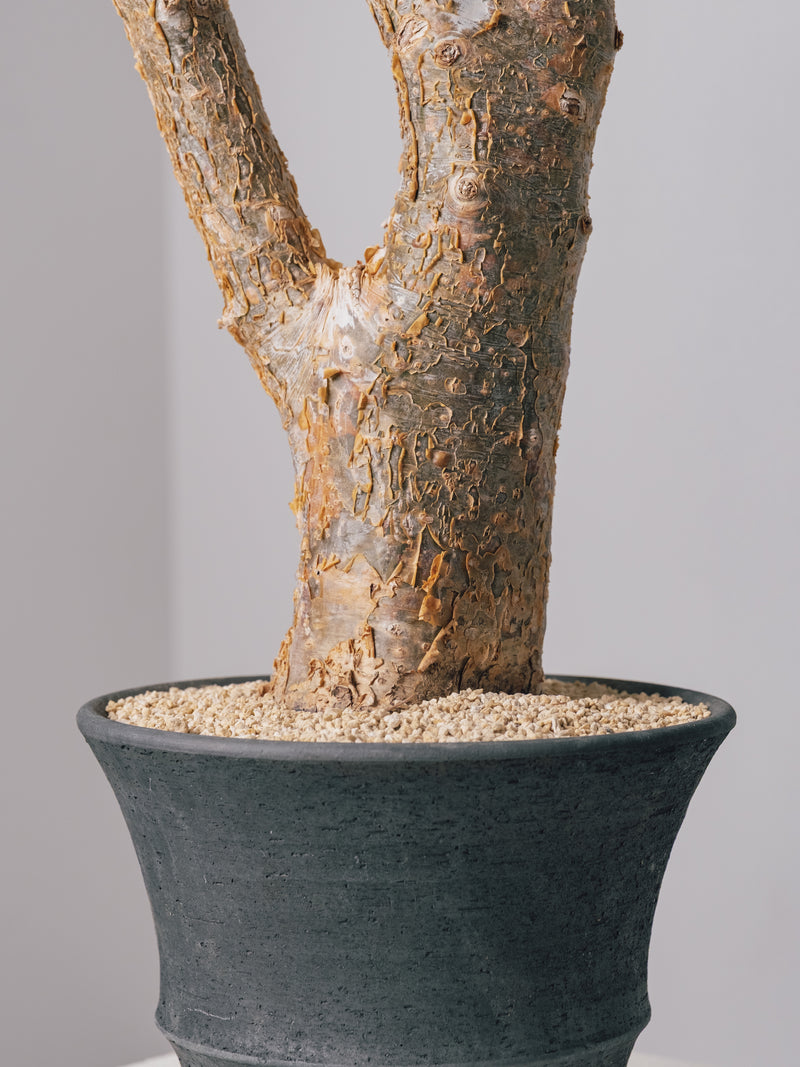 3002 - 発根済 コミフォラ フンベルティ Commiphora humbertii – KOMO