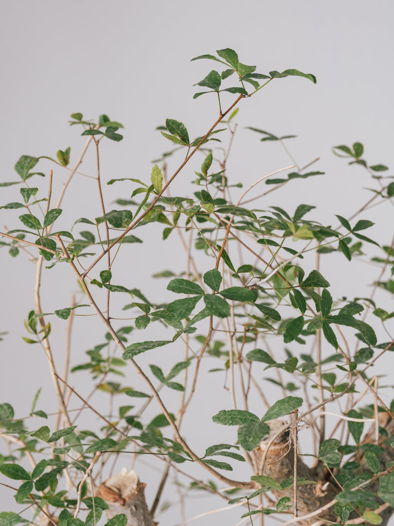 3002 - 発根済 Commiphora humbertii コミフォラ フンベルティ – KOMO