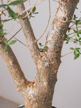 3002 - 発根済 コミフォラ  フンベルティ Commiphora humbertii