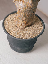 3002 - 発根済 コミフォラ  フンベルティ Commiphora humbertii