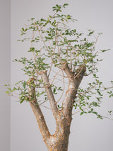 3002 - 発根済 コミフォラ  フンベルティ Commiphora humbertii