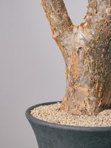 3002 - 発根済 コミフォラ  フンベルティ Commiphora humbertii