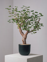 3003 - 発根済 コミフォラ・オルビクラリス Commiphora orbicularis