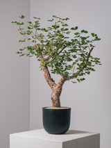 3003 - 発根済 コミフォラ・オルビクラリス Commiphora orbicularis