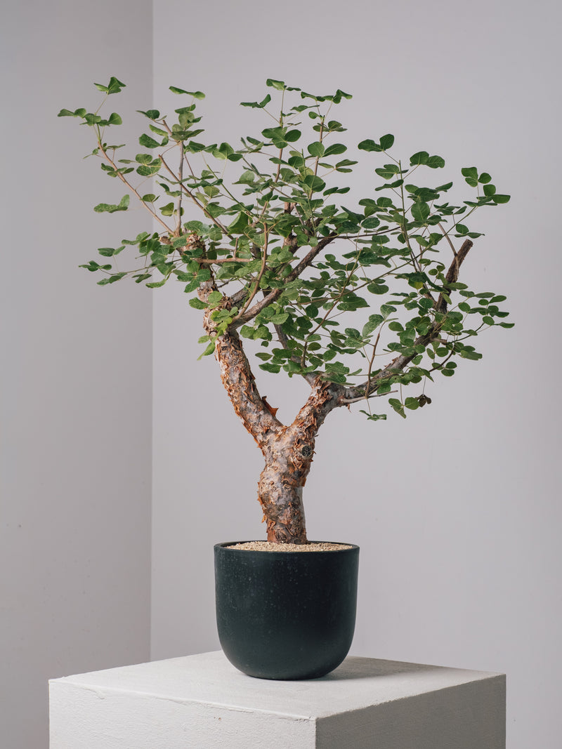 3003 - 発根済 コミフォラ・オルビクラリス Commiphora orbicularis – KOMO