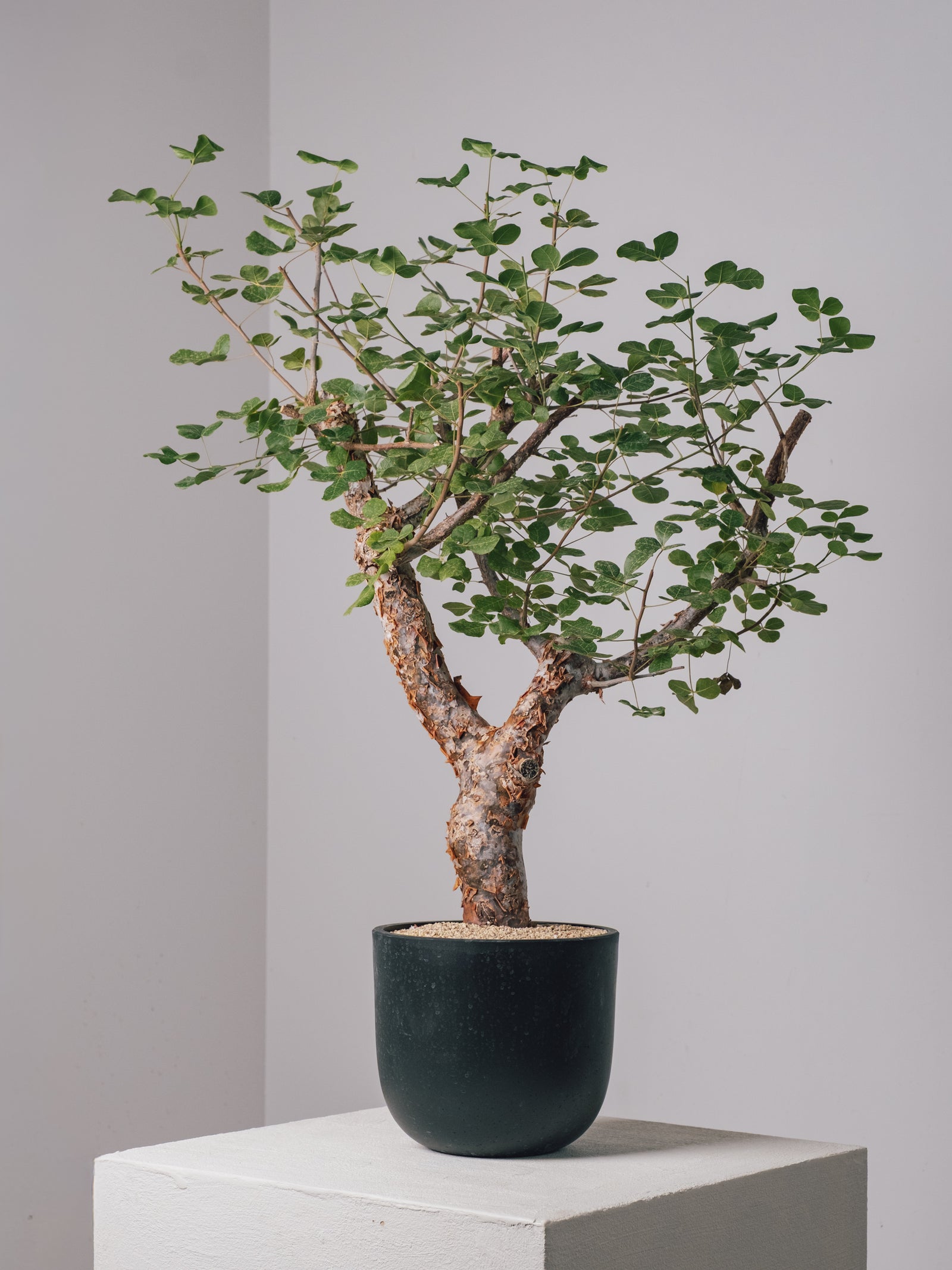 3003 - 発根済 Commiphora orbicularis コミフォラ・オルビクラリス – KOMO