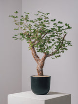 3003 - 発根済 コミフォラ・オルビクラリス Commiphora orbicularis