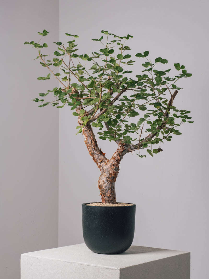3003 - 発根済 コミフォラ・オルビクラリス Commiphora orbicularis – KOMO