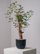 3003 - 発根済 コミフォラ・オルビクラリス Commiphora orbicularis