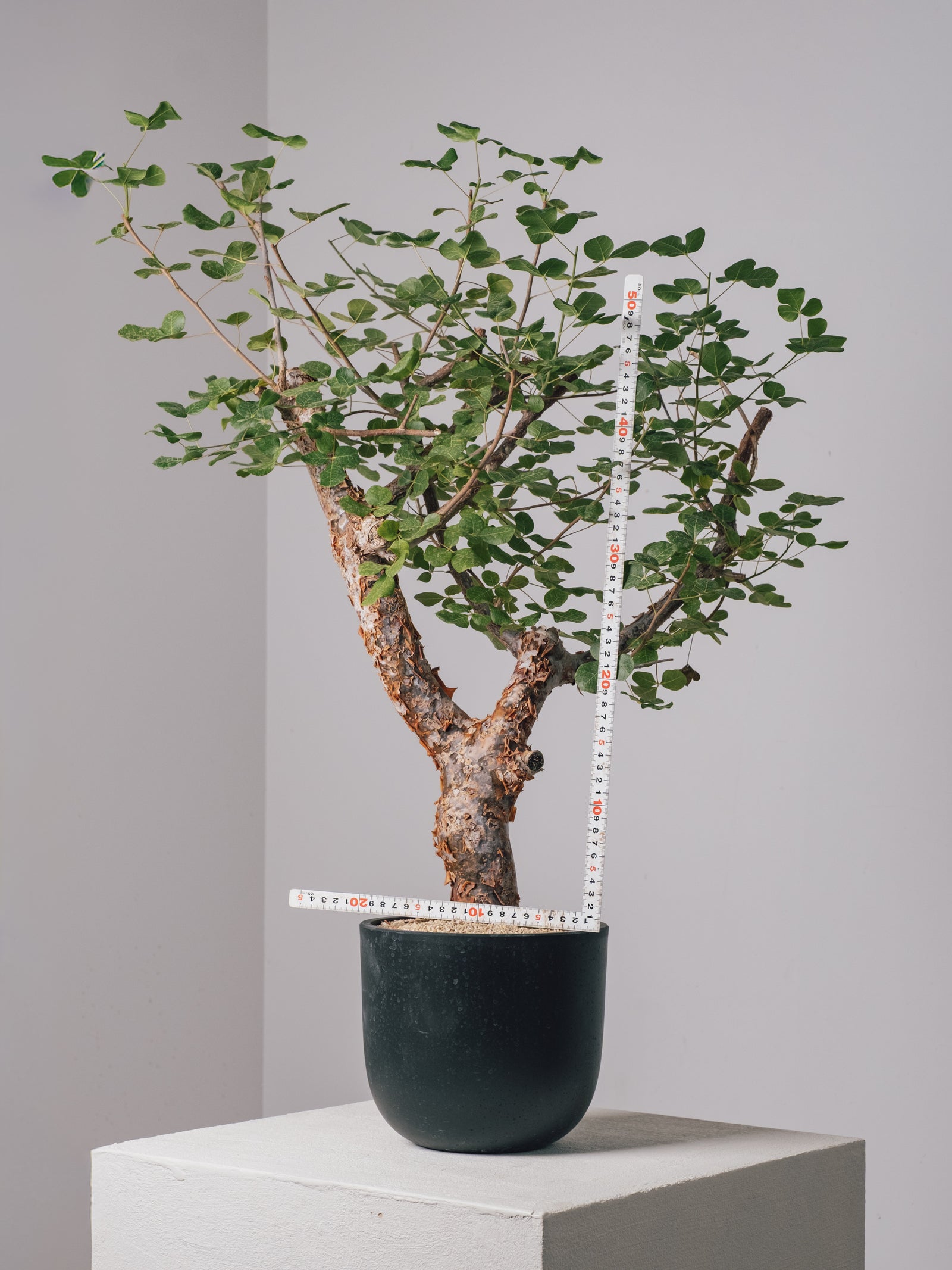 3003 - 発根済 コミフォラ・オルビクラリス Commiphora orbicularis – KOMO