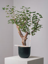3003 - 発根済 コミフォラ・オルビクラリス Commiphora orbicularis