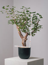3003 - 発根済 コミフォラ・オルビクラリス Commiphora orbicularis