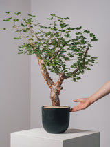 3003 - 発根済 コミフォラ・オルビクラリス Commiphora orbicularis