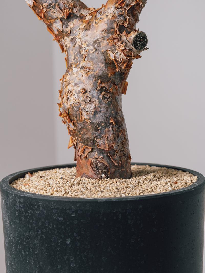 3003 - 発根済 コミフォラ・オルビクラリス Commiphora orbicularis – KOMO