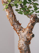3003 - 発根済 コミフォラ・オルビクラリス Commiphora orbicularis