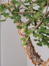 3003 - 発根済 コミフォラ・オルビクラリス Commiphora orbicularis