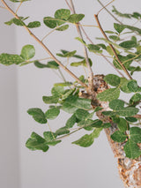 3003 - 発根済 コミフォラ・オルビクラリス Commiphora orbicularis