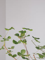 3003 - 発根済 コミフォラ・オルビクラリス Commiphora orbicularis