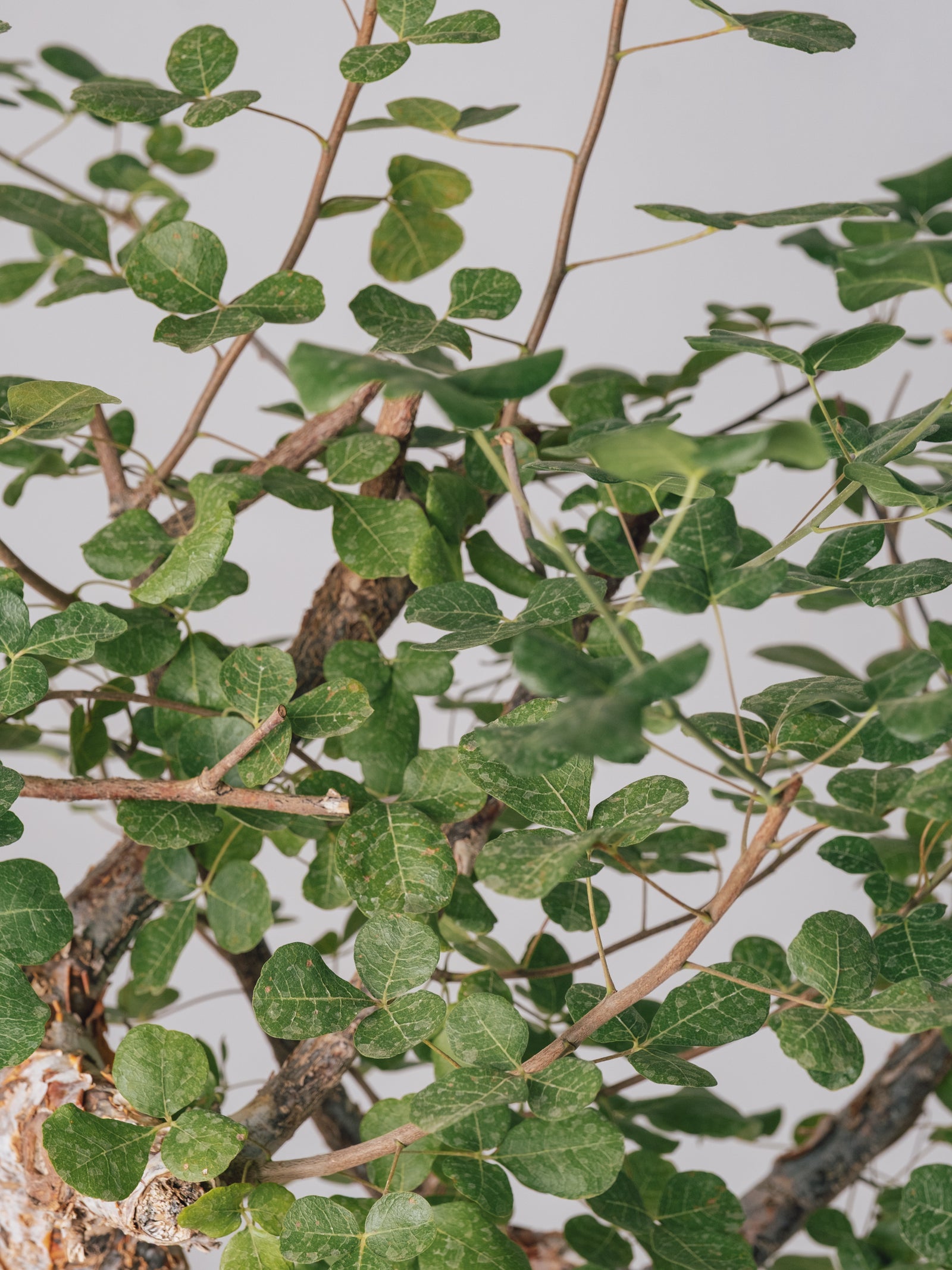 3003 - 発根済 コミフォラ・オルビクラリス Commiphora orbicularis – KOMO