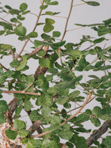3003 - 発根済 コミフォラ・オルビクラリス Commiphora orbicularis