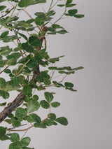 3003 - 発根済 コミフォラ・オルビクラリス Commiphora orbicularis