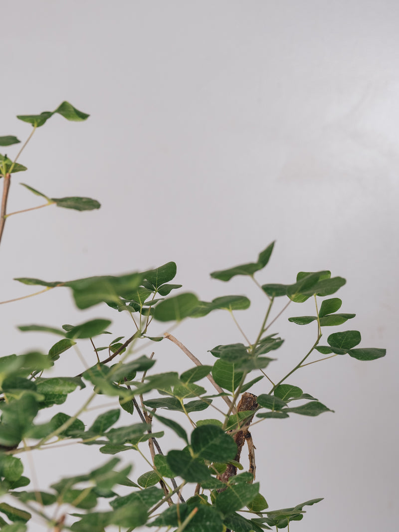 3003 - 発根済 コミフォラ・オルビクラリス Commiphora orbicularis – KOMO