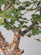 3003 - 発根済 コミフォラ・オルビクラリス Commiphora orbicularis