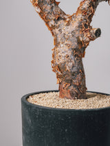 3003 - 発根済 コミフォラ・オルビクラリス Commiphora orbicularis