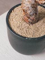 3003 - 発根済 コミフォラ・オルビクラリス Commiphora orbicularis