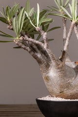 2010 - 発根済 Pachypodium Gracilius　パキポディウム・グラキリス