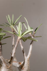 2010 - 発根済 Pachypodium Gracilius　パキポディウム・グラキリス