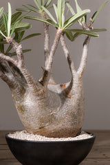 2010 - 発根済 Pachypodium Gracilius　パキポディウム・グラキリス