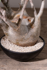2010 - 発根済 Pachypodium Gracilius　パキポディウム・グラキリス