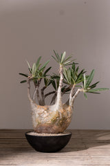 2010 - 発根済 Pachypodium Gracilius　パキポディウム・グラキリス