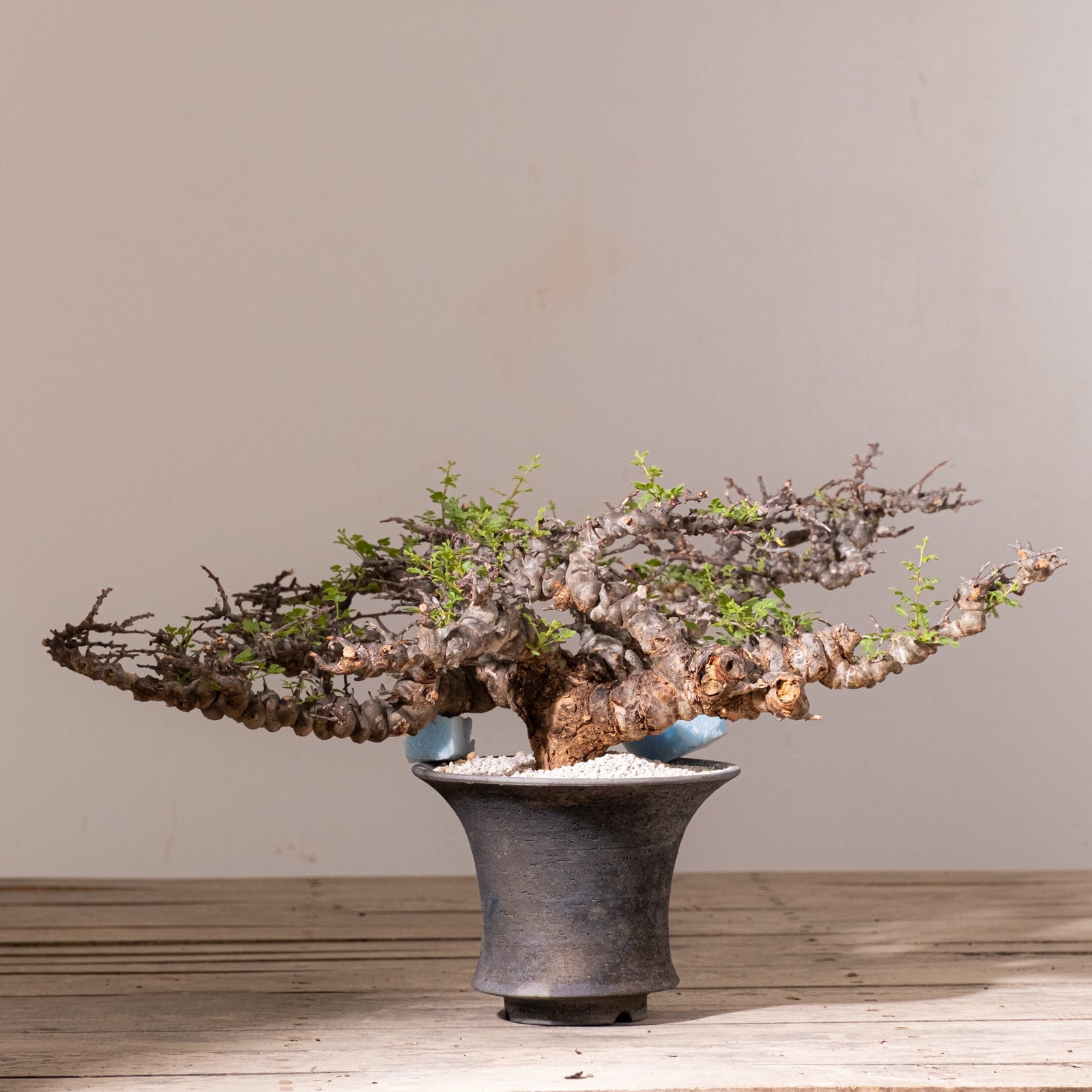 塊根植物 コーデックス コミフォラ エイル Commiphora sp.Eyl 3007 - 発根済 Commiphora sp. Eyl コミフォラ・エイル – KOMO
