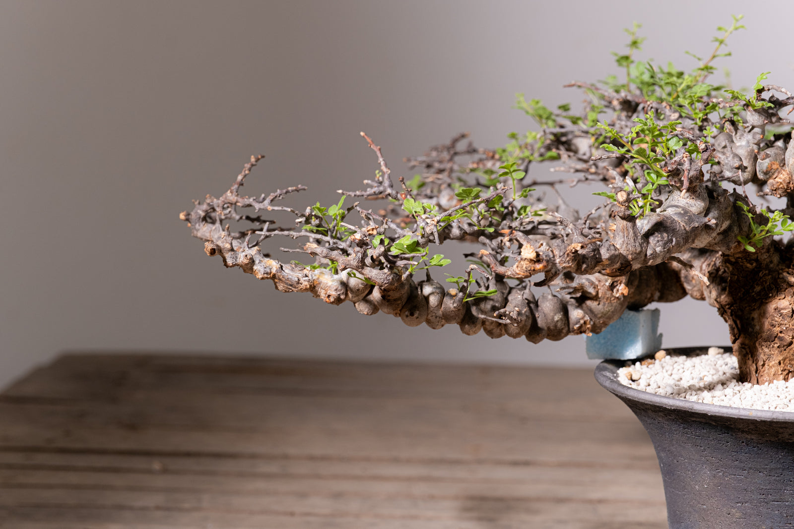 塊根植物 コーデックス コミフォラ エイル Commiphora sp.Eyl 3007 - 発根済 Commiphora sp. Eyl コミフォラ・エイル – KOMO