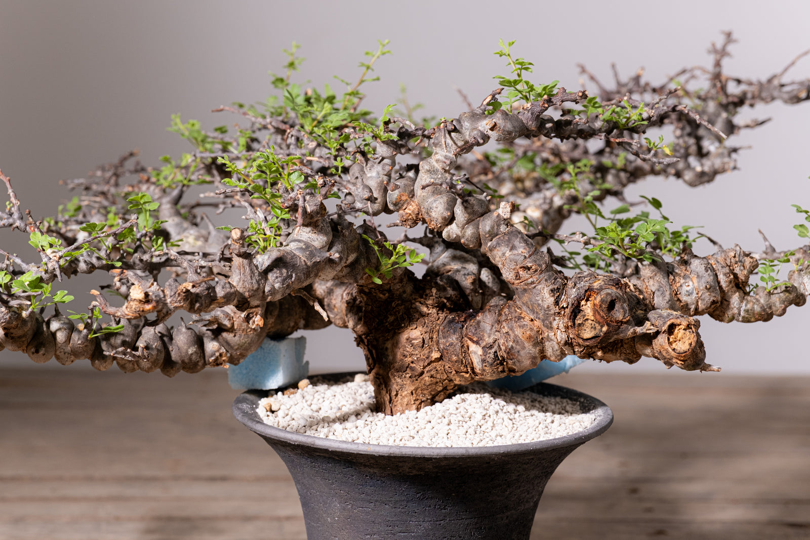 3007 - 発根済 Commiphora sp. Eyl コミフォラ・エイル – KOMO