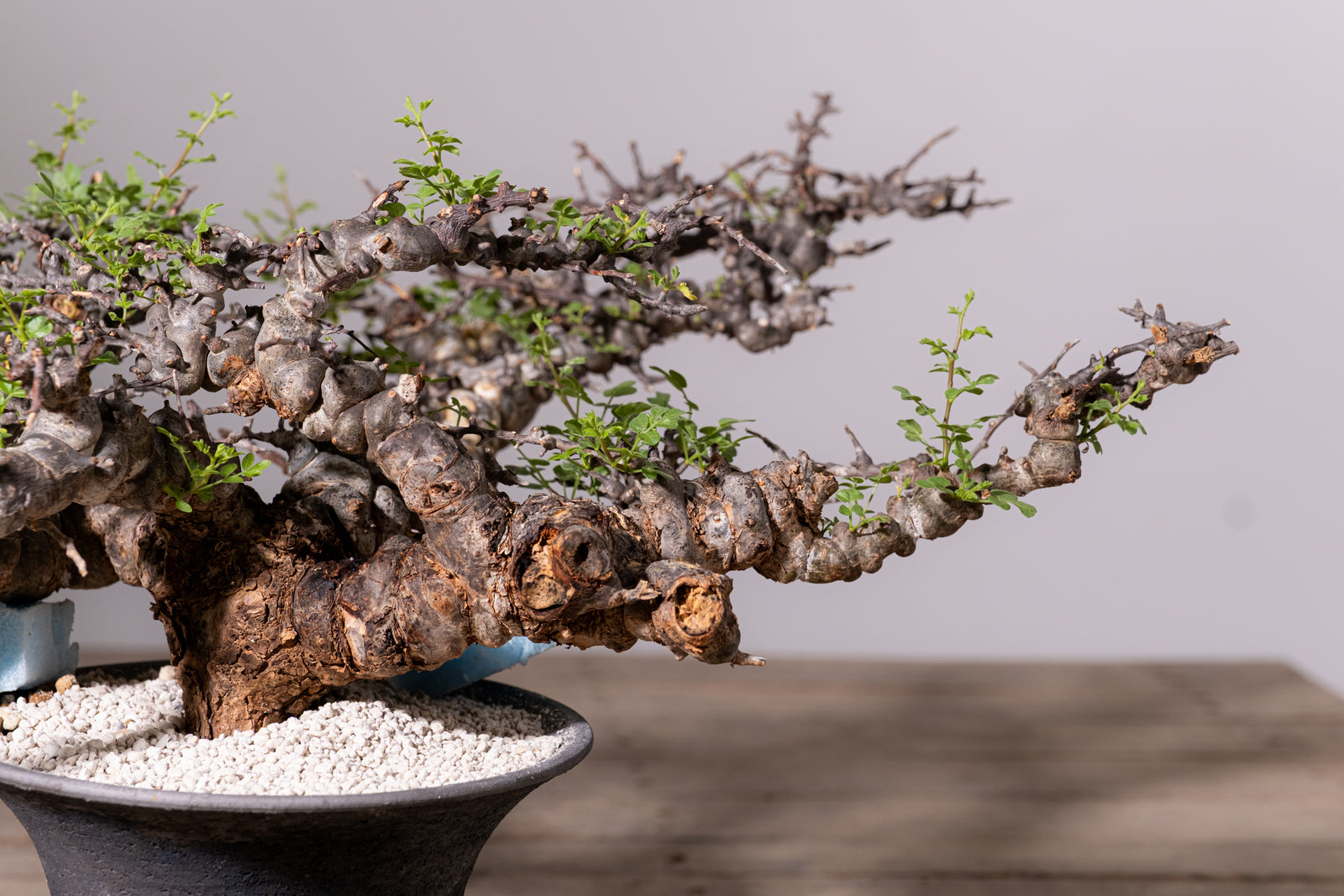 3007 - 発根済 Commiphora sp. Eyl コミフォラ・エイル – KOMO