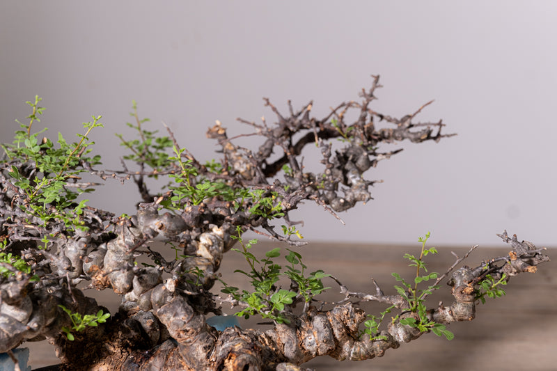 3007 - 発根済 Commiphora sp. Eyl コミフォラ・エイル – KOMO