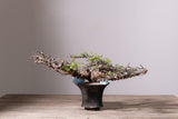 3007 - 発根済 Commiphora sp. Eyl コミフォラ・エイル