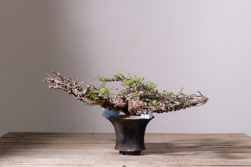 3007 - 発根済 Commiphora sp. Eyl コミフォラ・エイル – KOMO