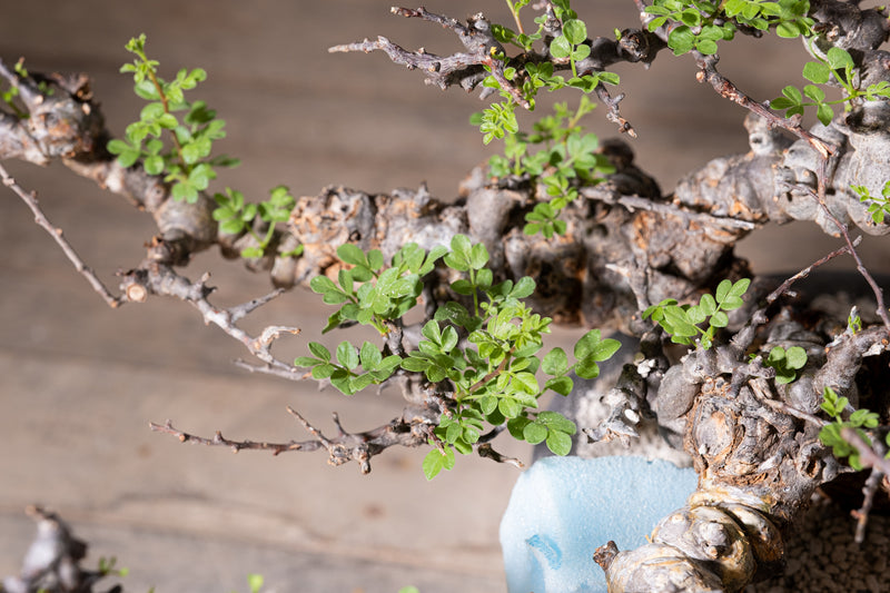 3007 - 発根済 Commiphora sp. Eyl コミフォラ・エイル – KOMO