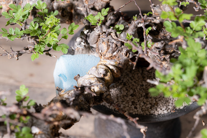 3007 - 発根済 Commiphora sp. Eyl コミフォラ・エイル – KOMO