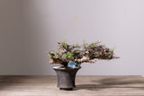 3007 - 発根済 Commiphora sp. Eyl コミフォラ・エイル